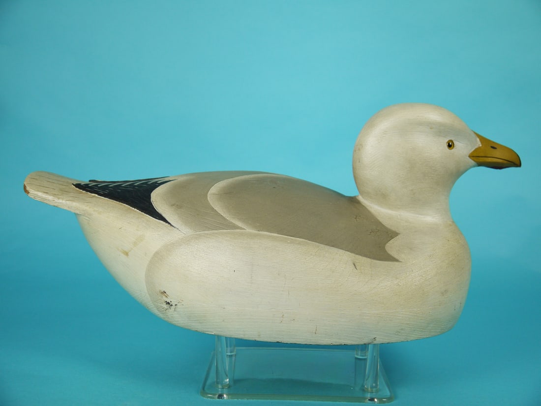 RARE GULL, W. CRANMER - 2