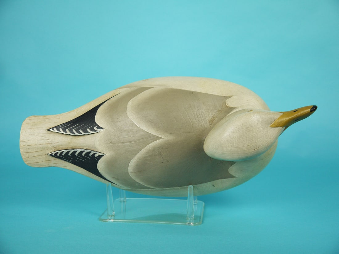 RARE GULL, W. CRANMER - 3