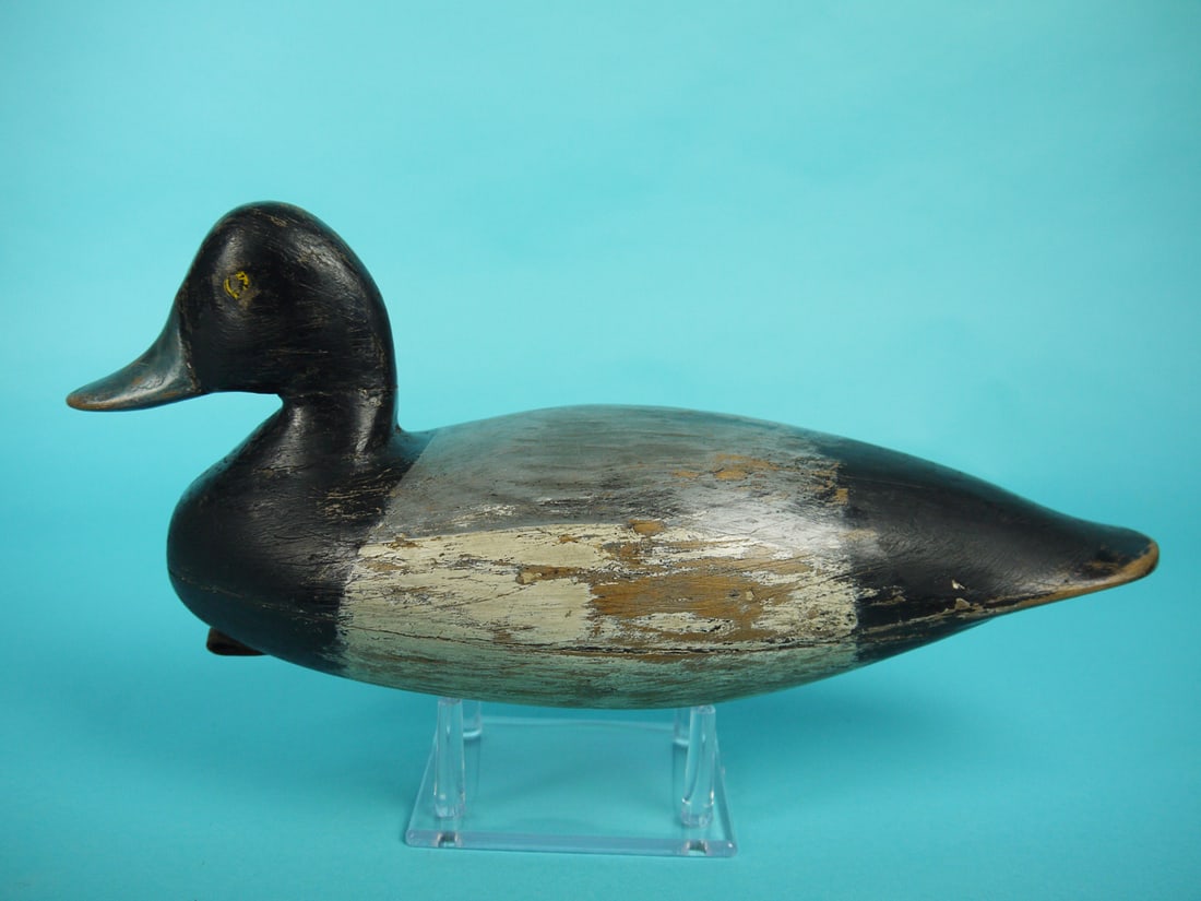 BLUEBILL DRAKE, BARNEGAT BAY (1 of 4)