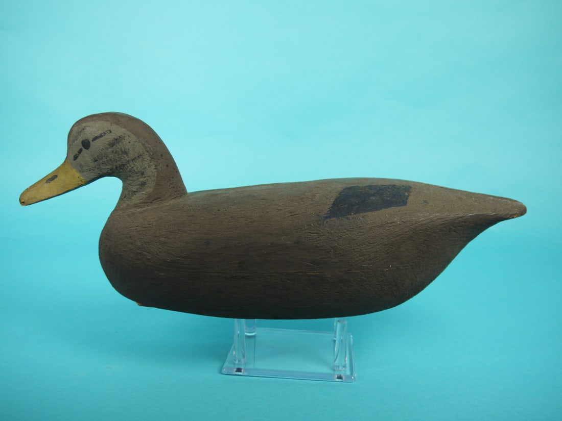 BLACK DUCK HEN, R. CORLIES (1 of 4)