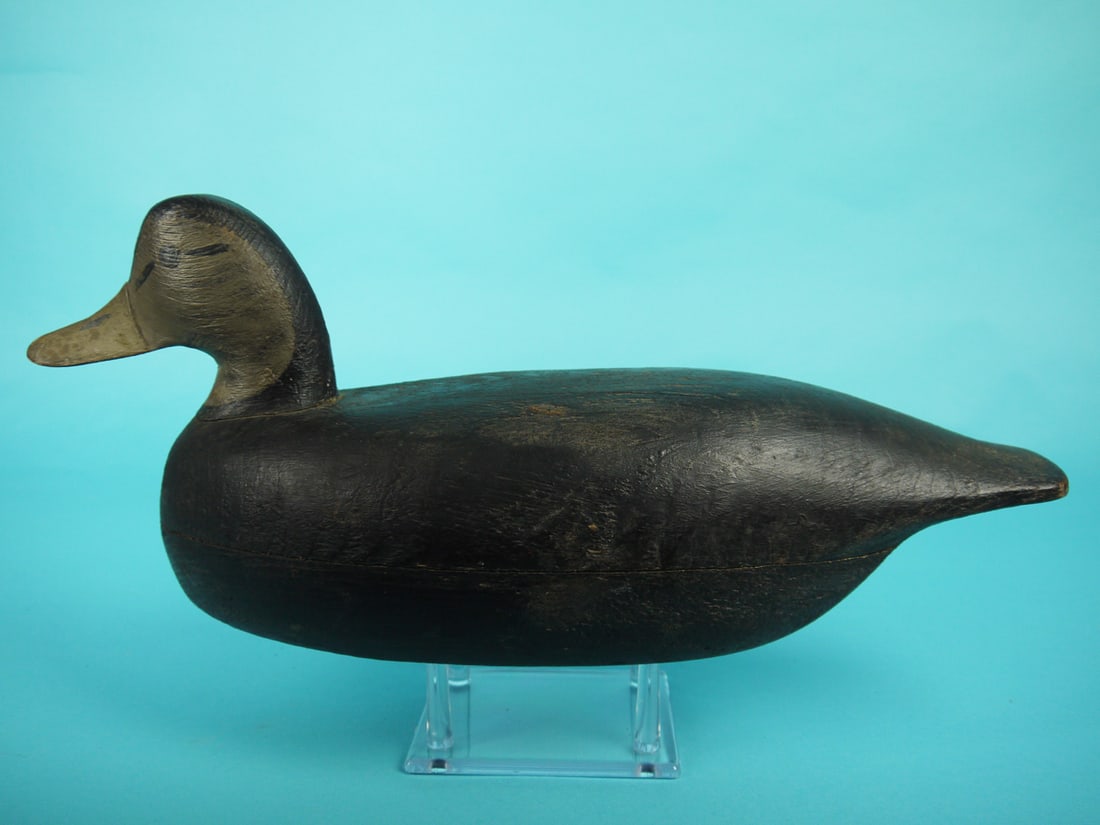 BLACK DUCK, R. CORLIES (1 of 4)