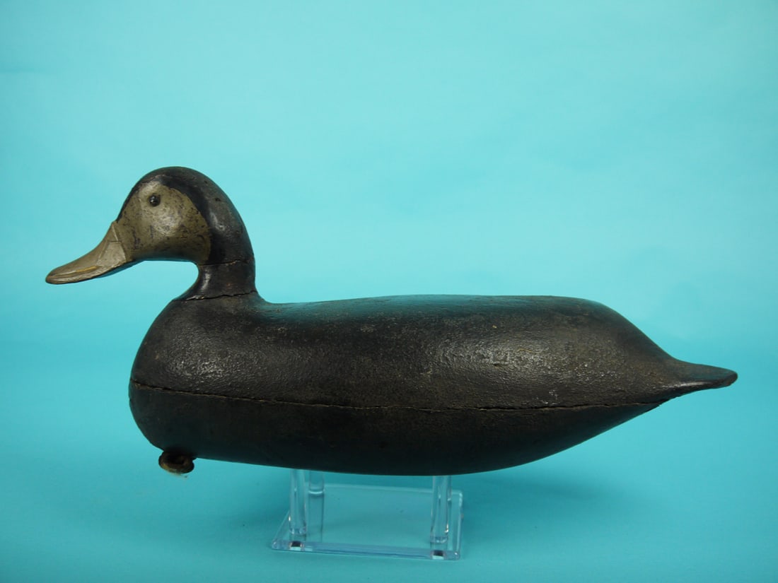 BLACK DUCK, E. HENDRICKS (1 of 4)