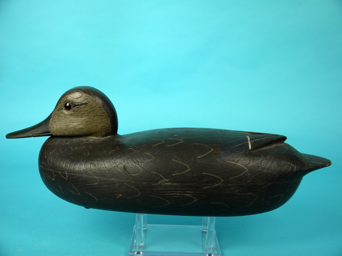 BLACK DUCK, J. BAKER (1 of 4)