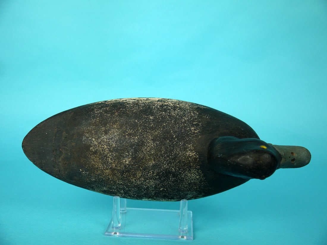 BLUEBILL DRAKE, E. BLACK - 3