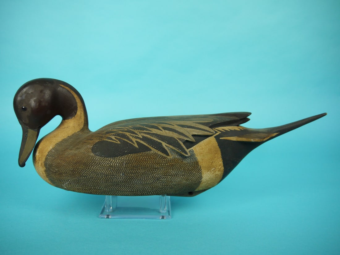 PINTAIL DRAKE, C. KOVACS (1 of 4)