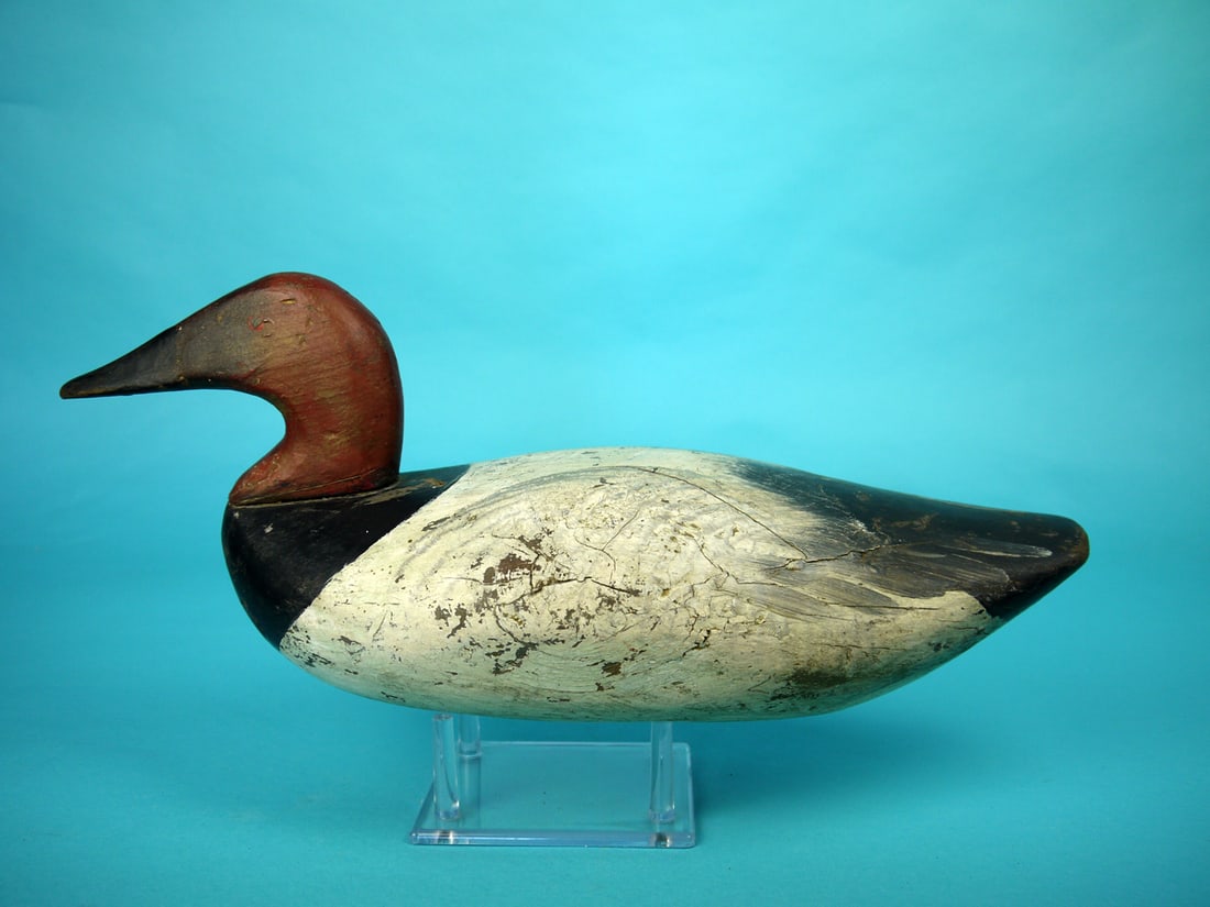 CANVASBACK DRAKE, UPPER BAY (1 of 4)