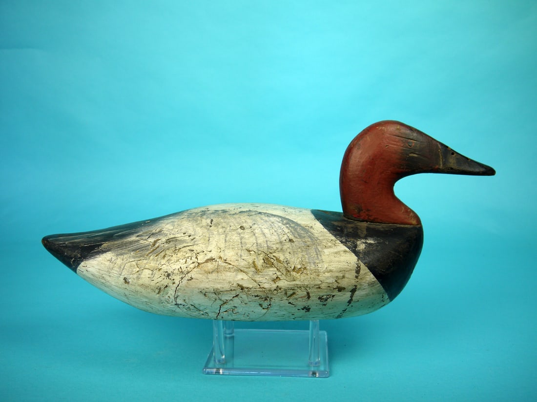 CANVASBACK DRAKE, UPPER BAY - 2