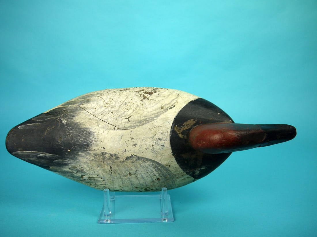 CANVASBACK DRAKE, UPPER BAY - 3