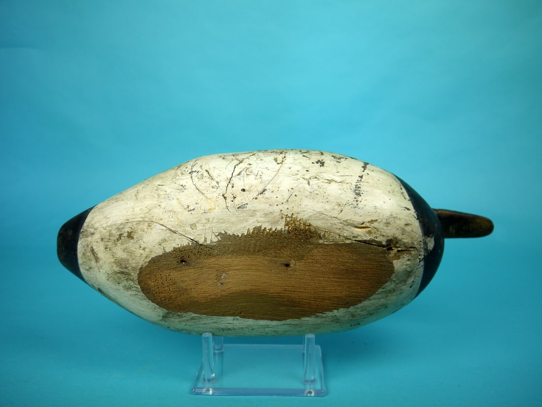 CANVASBACK DRAKE, UPPER BAY - 4