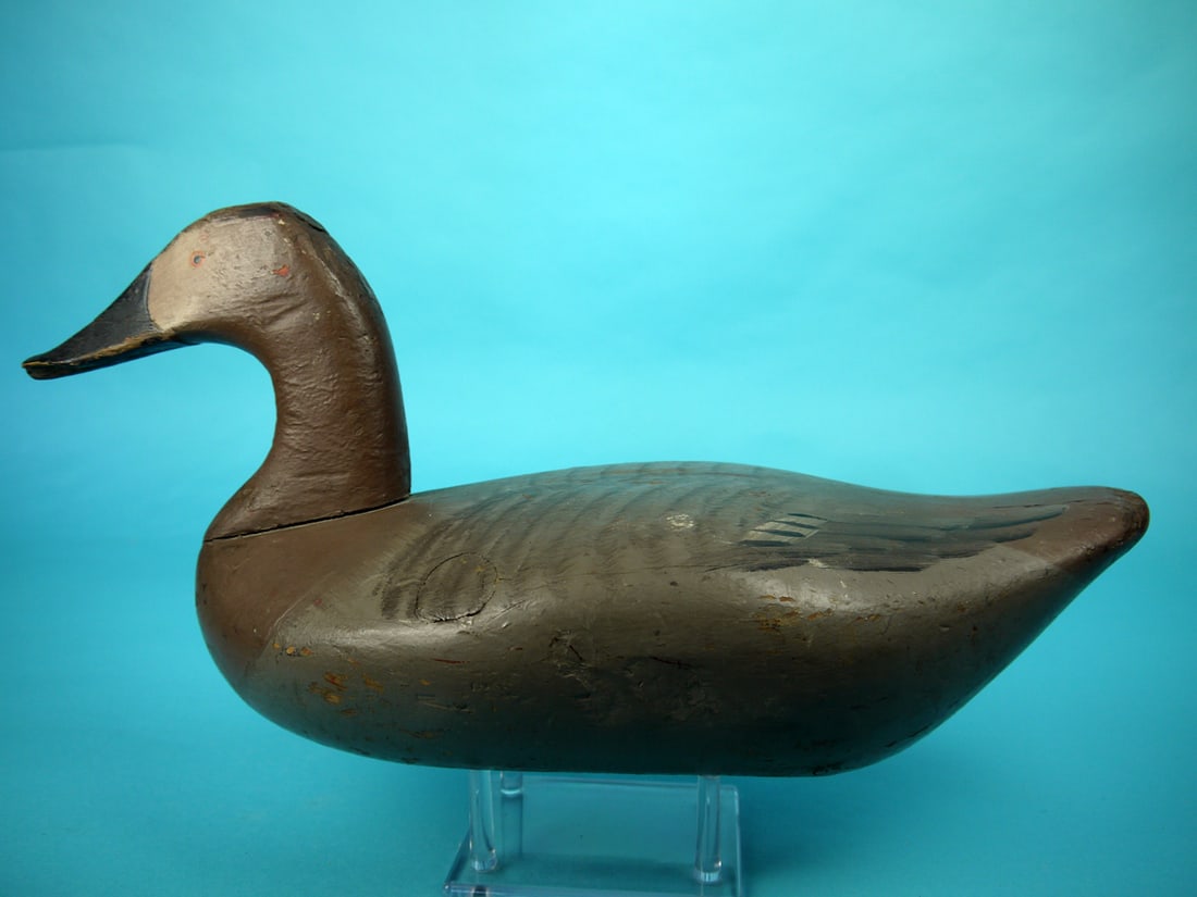 CANVASBACK HEN, UPPER BAY (1 of 4)