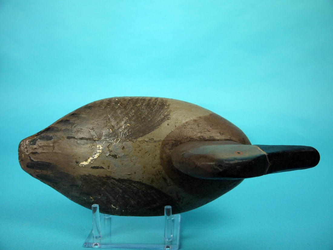 CANVASBACK HEN, UPPER BAY - 3