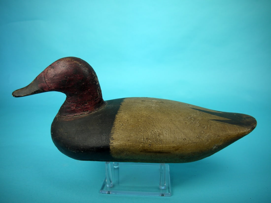 CANVASBACK DRAKE, UPPER BAY (1 of 4)