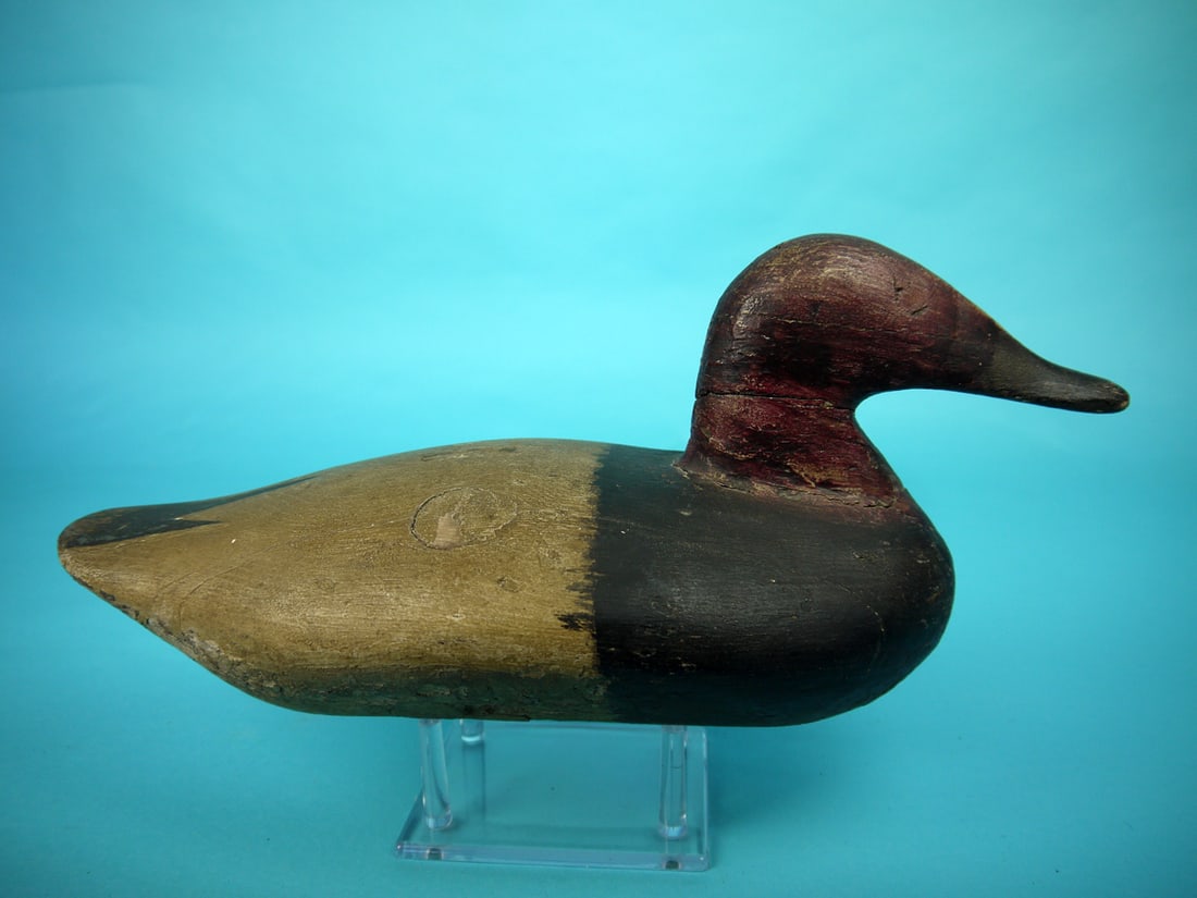 CANVASBACK DRAKE, UPPER BAY - 2