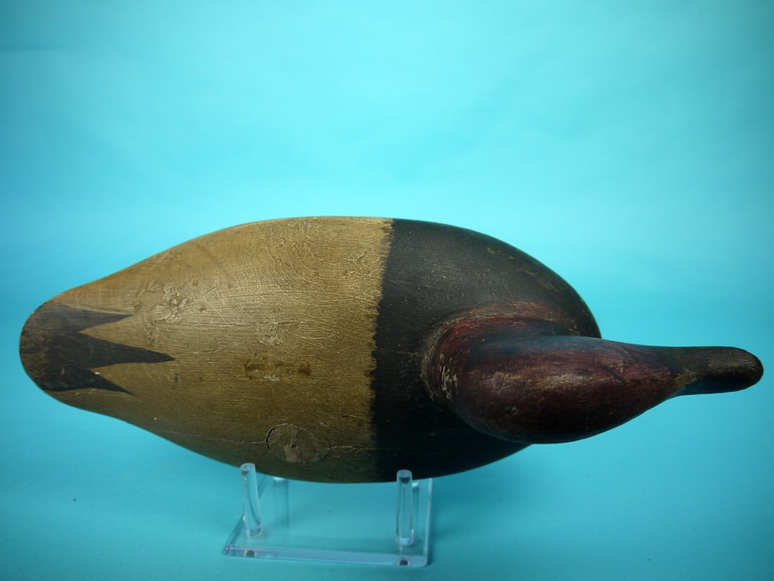 CANVASBACK DRAKE, UPPER BAY - 3