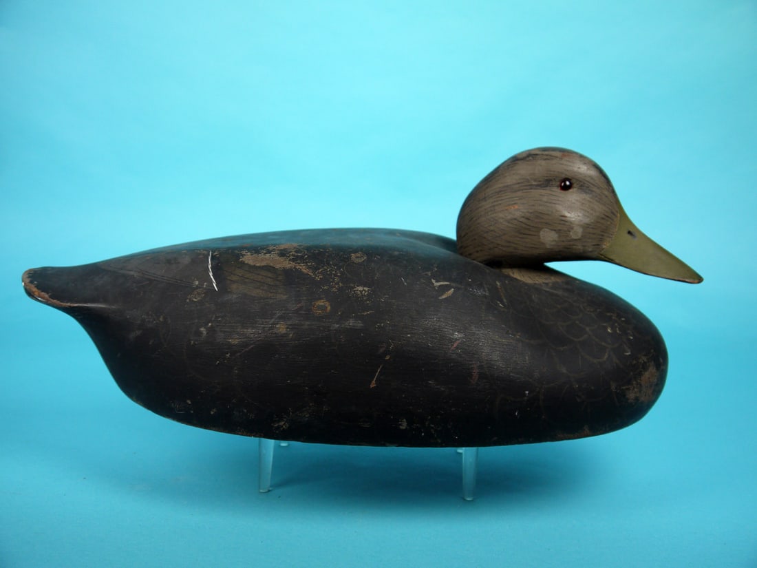 BLACK DUCK, K. HARRIS: BLACK DUCK by Ken Harris, Woodville, NY. Original paint with gunning wear. Very good structural condition. Snug head model. Retains glass eyes and carved nostrils. Body is hollowed out with no bottom