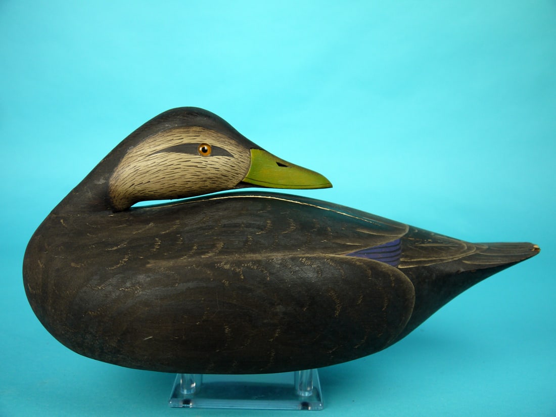 BLACK DUCK, M. COLLINS (1 of 4)