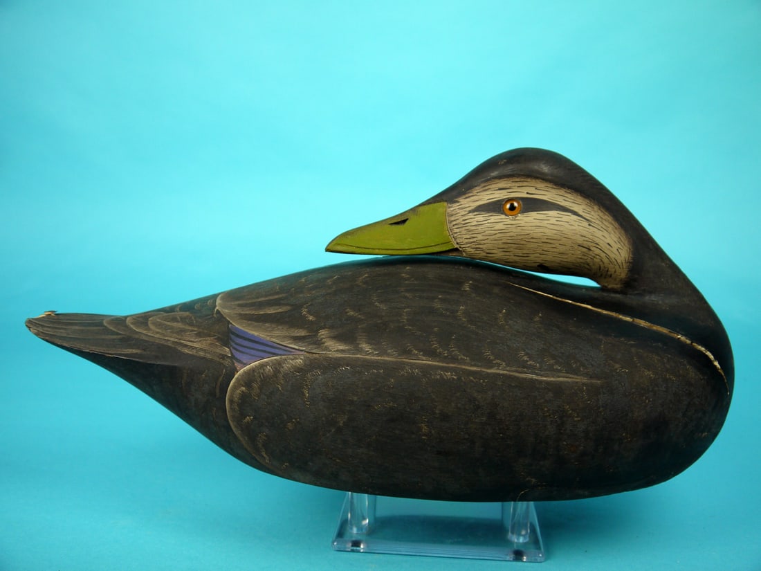 BLACK DUCK, M. COLLINS - 2