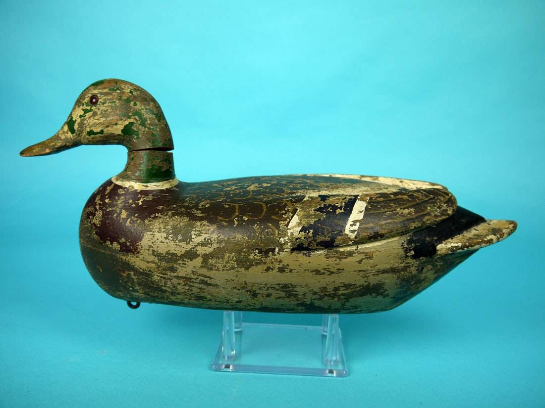 MALLARD DRAKE, C. PERDEW (1 of 4)