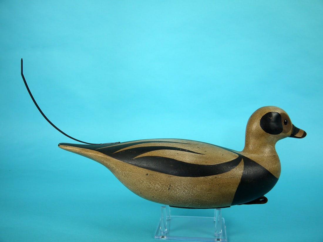 LONG TAILED DRAKE, S. MOREY - 2