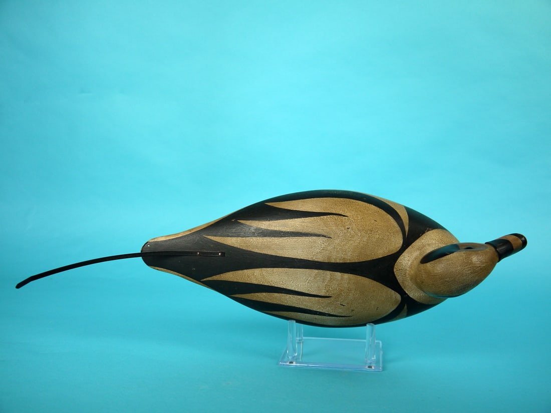 LONG TAILED DRAKE, S. MOREY - 3