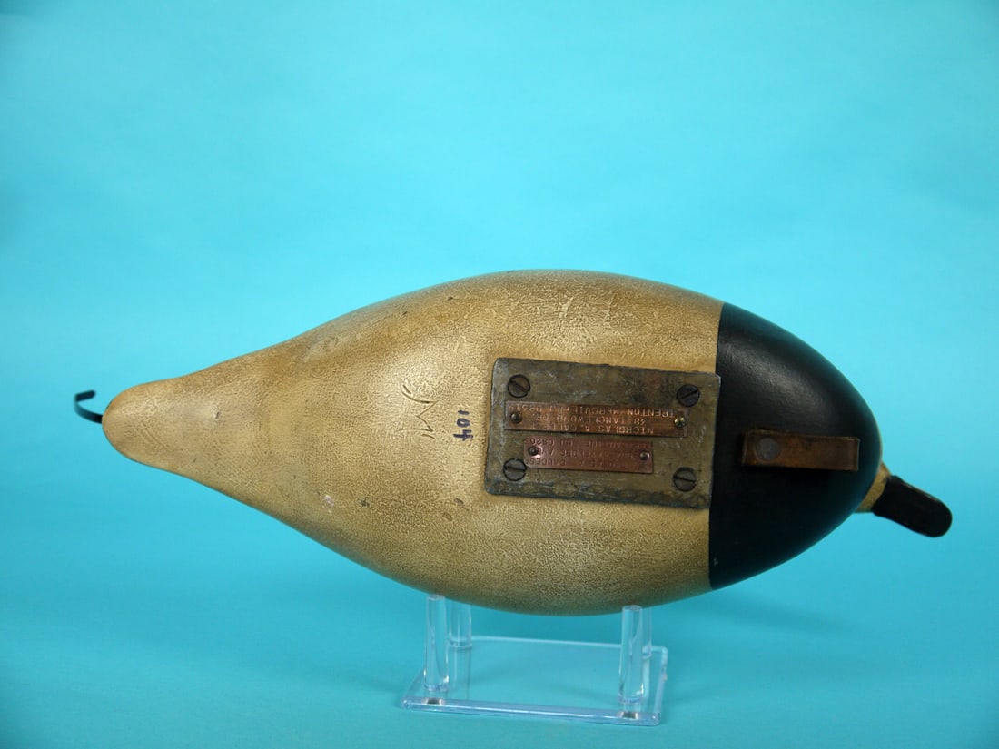 LONG TAILED DRAKE, S. MOREY - 4