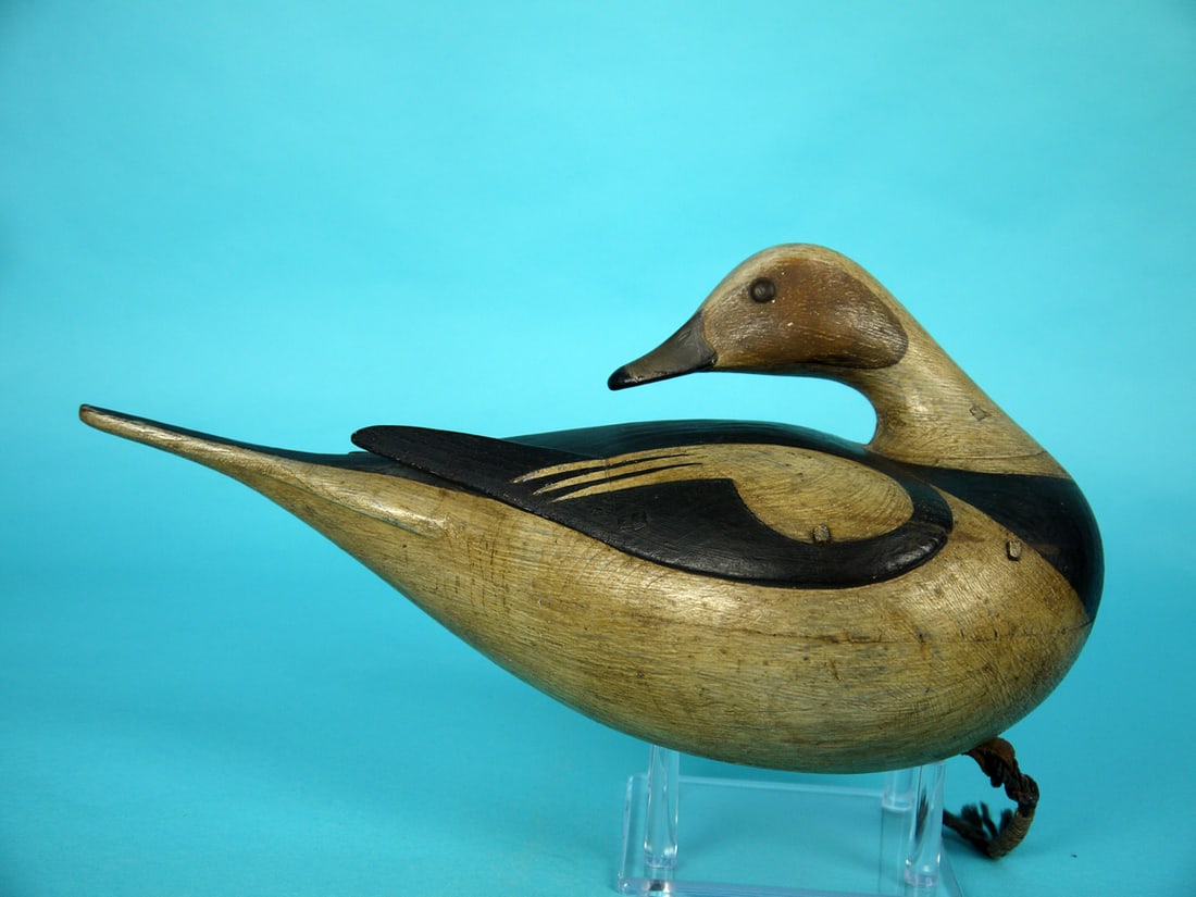 LONG-TAILED DRAKE, M. MCNAIR - 2