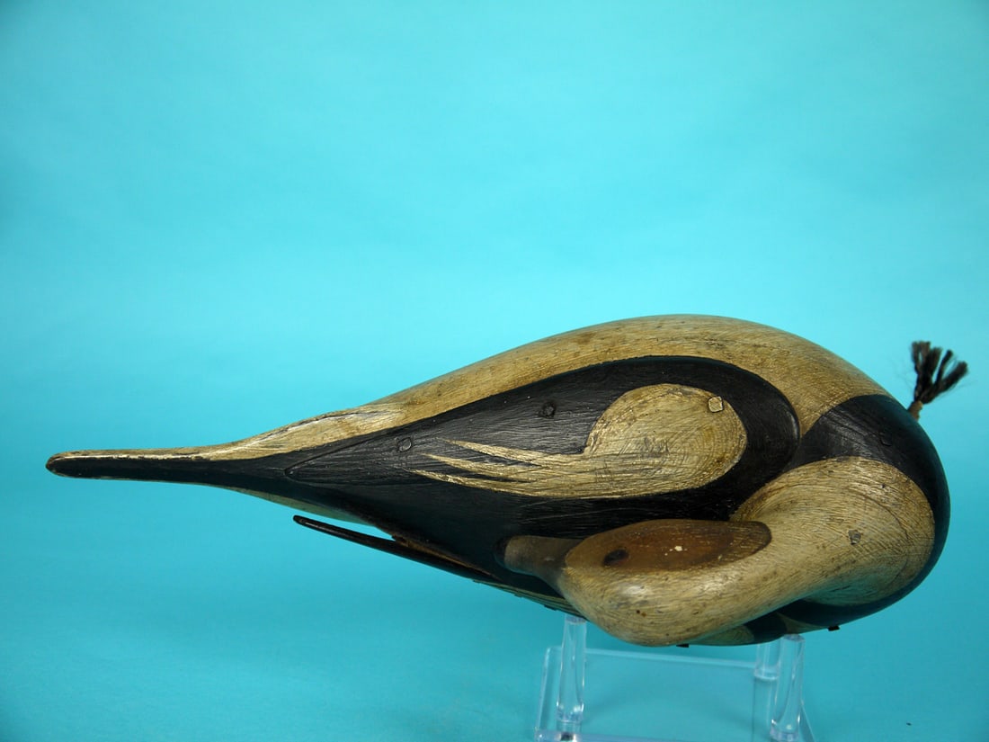 LONG-TAILED DRAKE, M. MCNAIR - 3