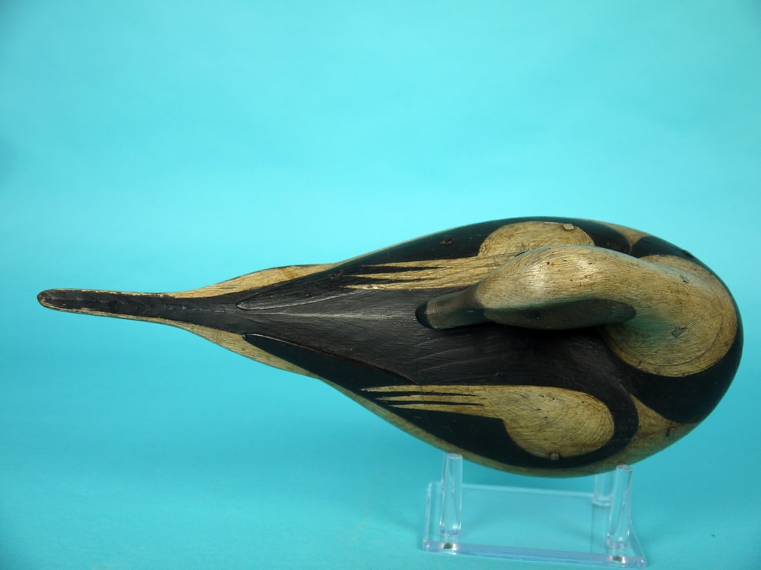 LONG-TAILED DRAKE, M. MCNAIR - 4