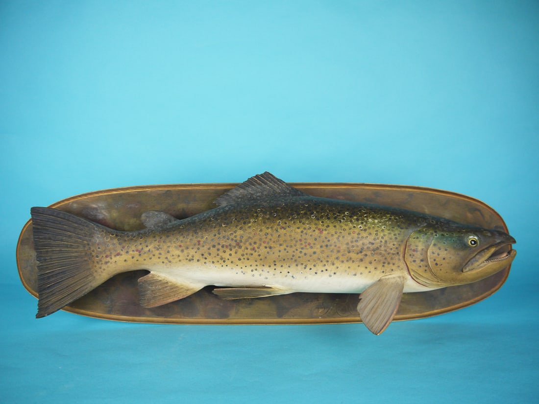 BROWN TROUT, F. FINNEY (1 of 1)