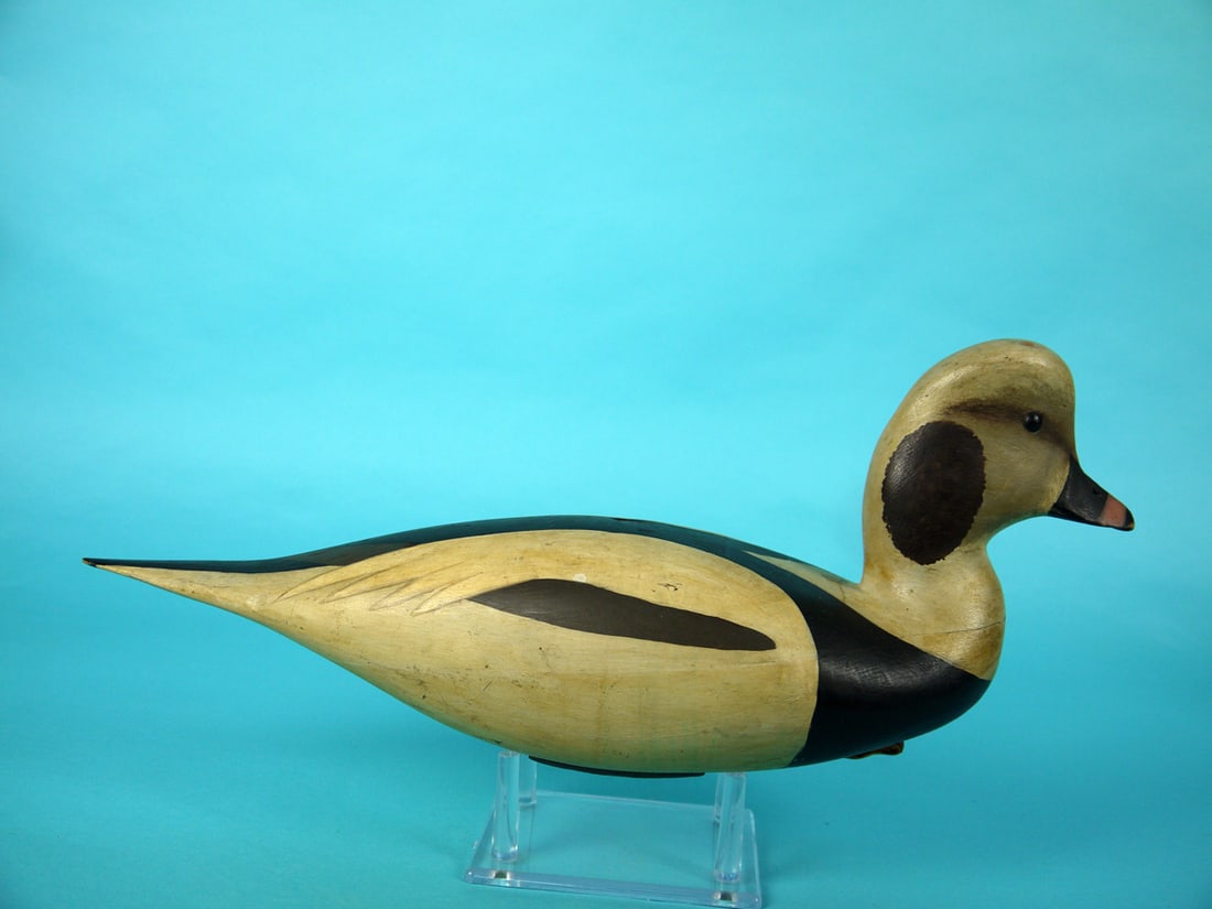 LONG-TAILED DRAKE, B. WHITE - 2