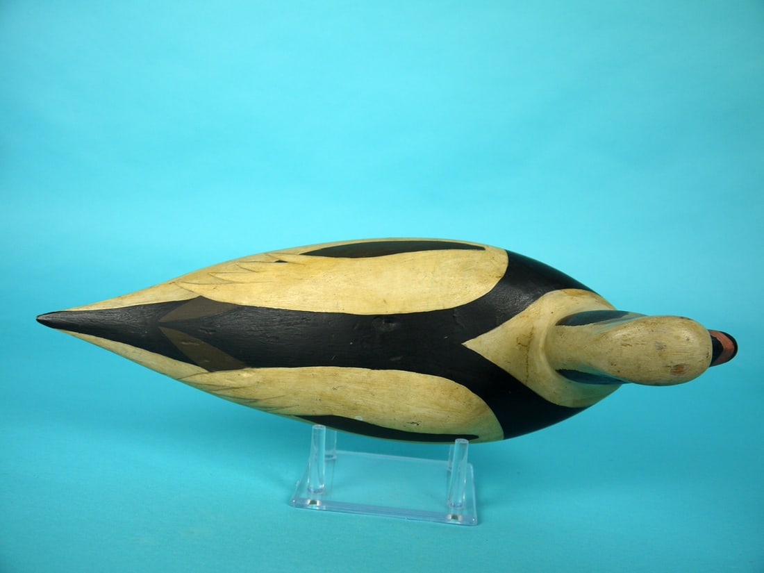 LONG-TAILED DRAKE, B. WHITE - 3