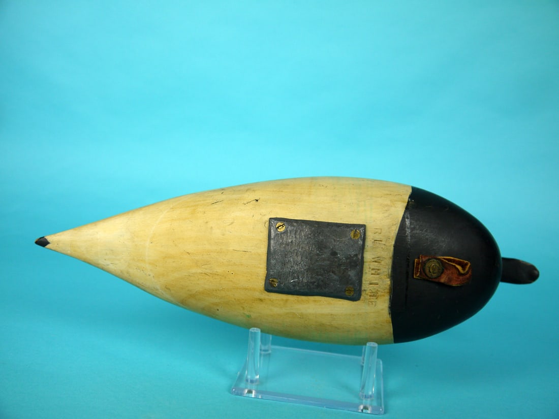 LONG-TAILED DRAKE, B. WHITE - 4