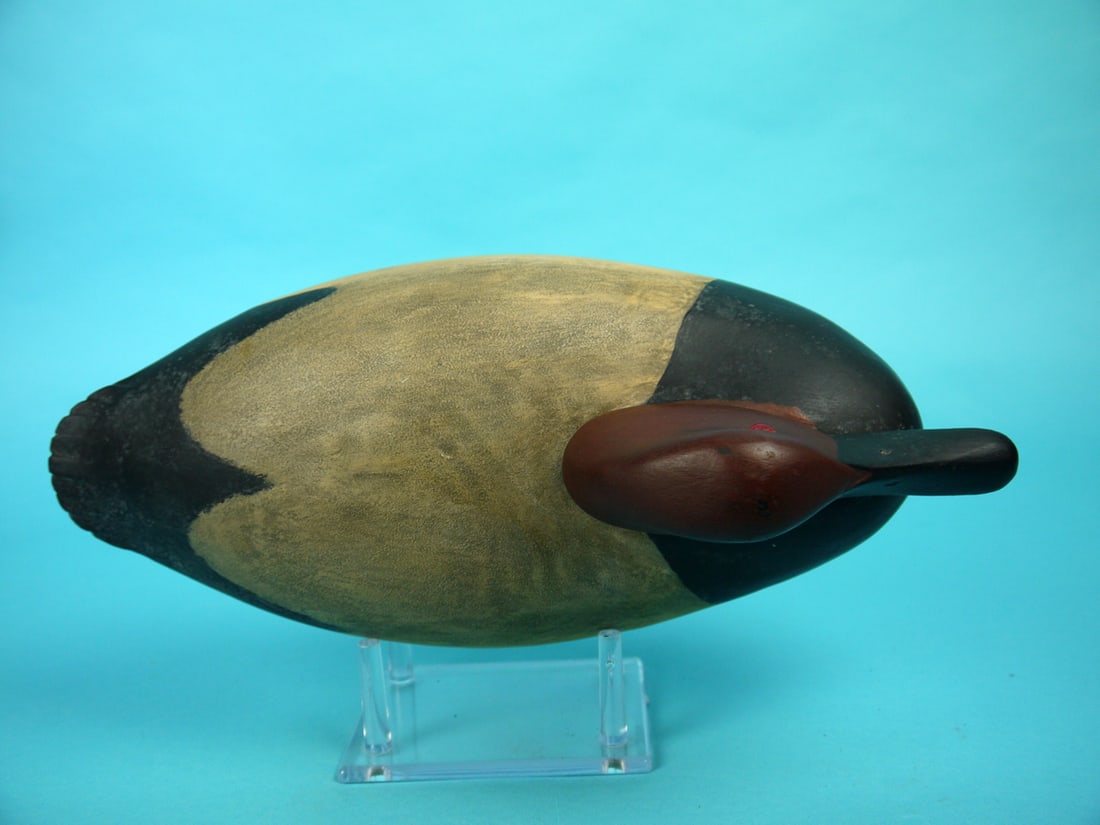 CANVASBACK DRAKE, B. WHITE - 3