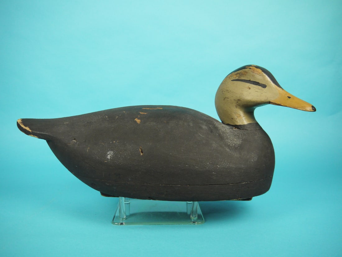 BLACK DUCK, W. CRANMER (1 of 4)