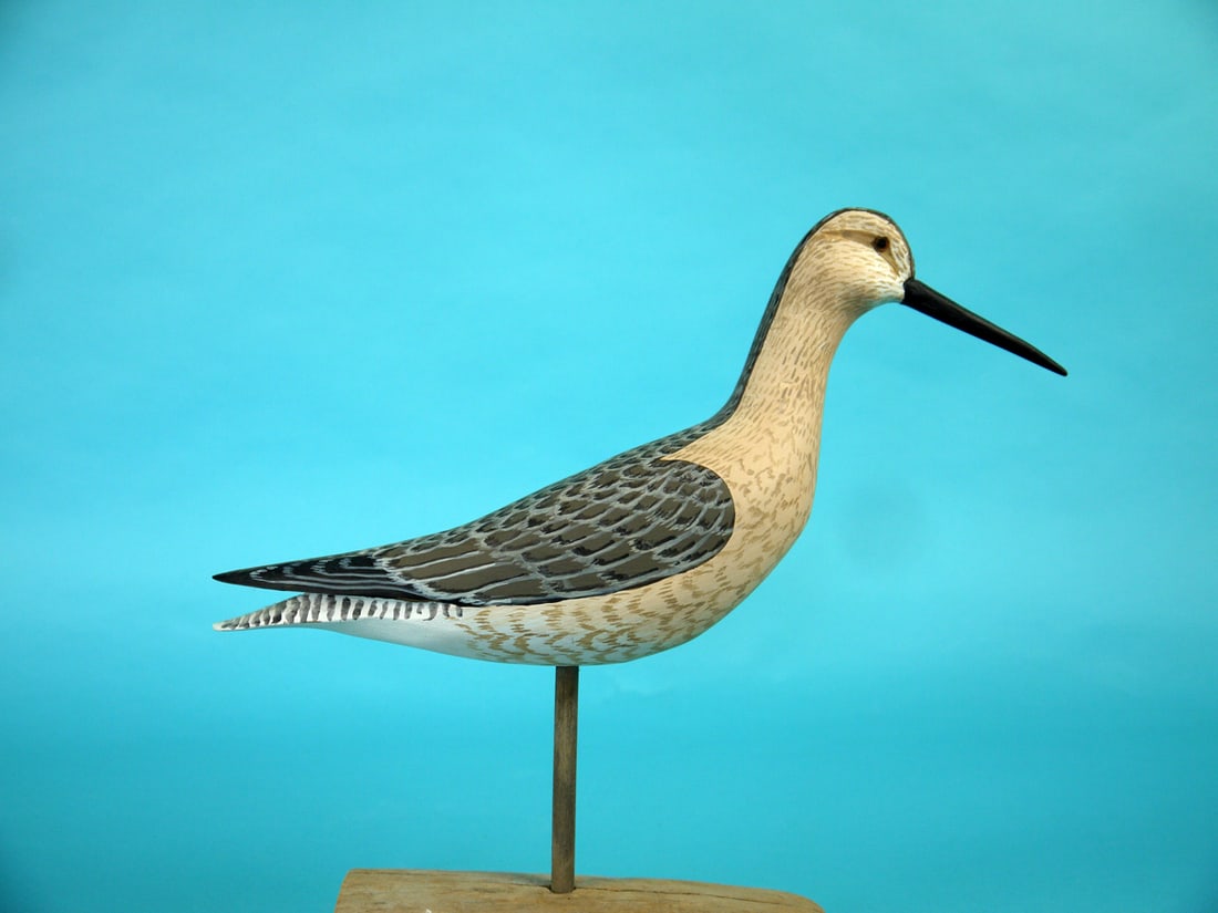 YELLOWLEGS, H.V. SHOURDS (1 of 4)