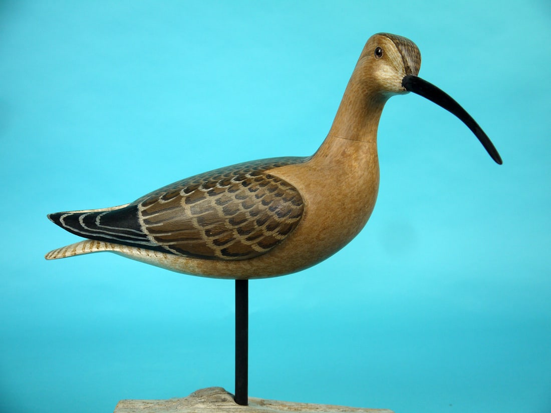 CURLEW, H .V. SHOURDS: VERY FINE CURLEW by Harry V. Shourds, Seaville, NJ. Excellent original paint and structural condition. Relief-carved wings with raised wing tips. Detailed painted feather work to back and sides.