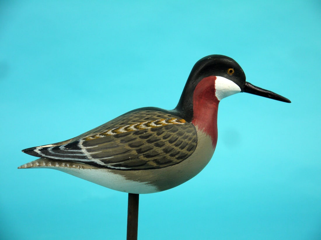 PHALAROPE, H.V. SHOURDS - 2