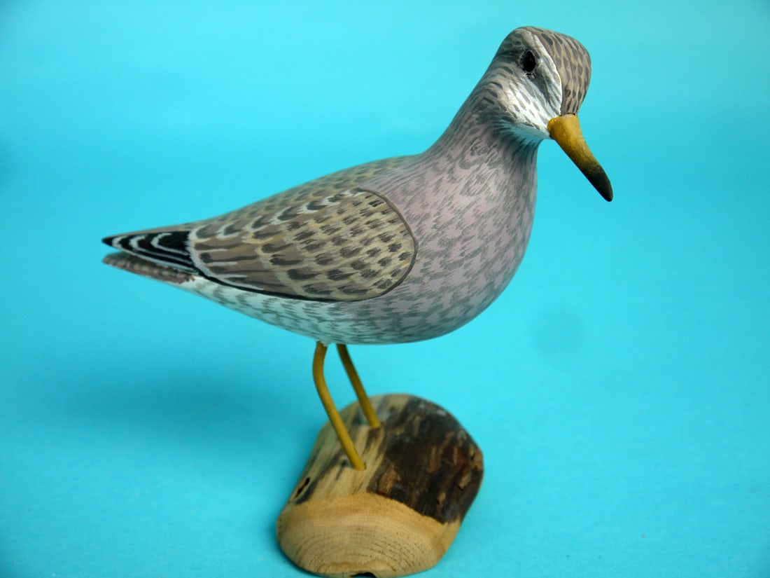 PURPLE SANDPIPER, H.V. SHOURDS (1 of 4)