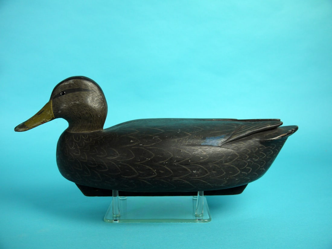 BLACK DUCK, R. LIBENSPERGER (1 of 4)