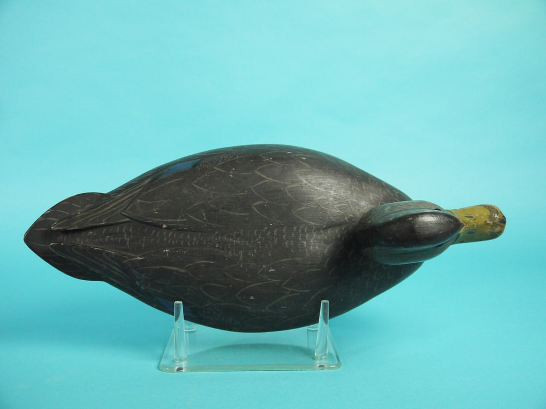 BLACK DUCK, R. LIBENSPERGER - 3