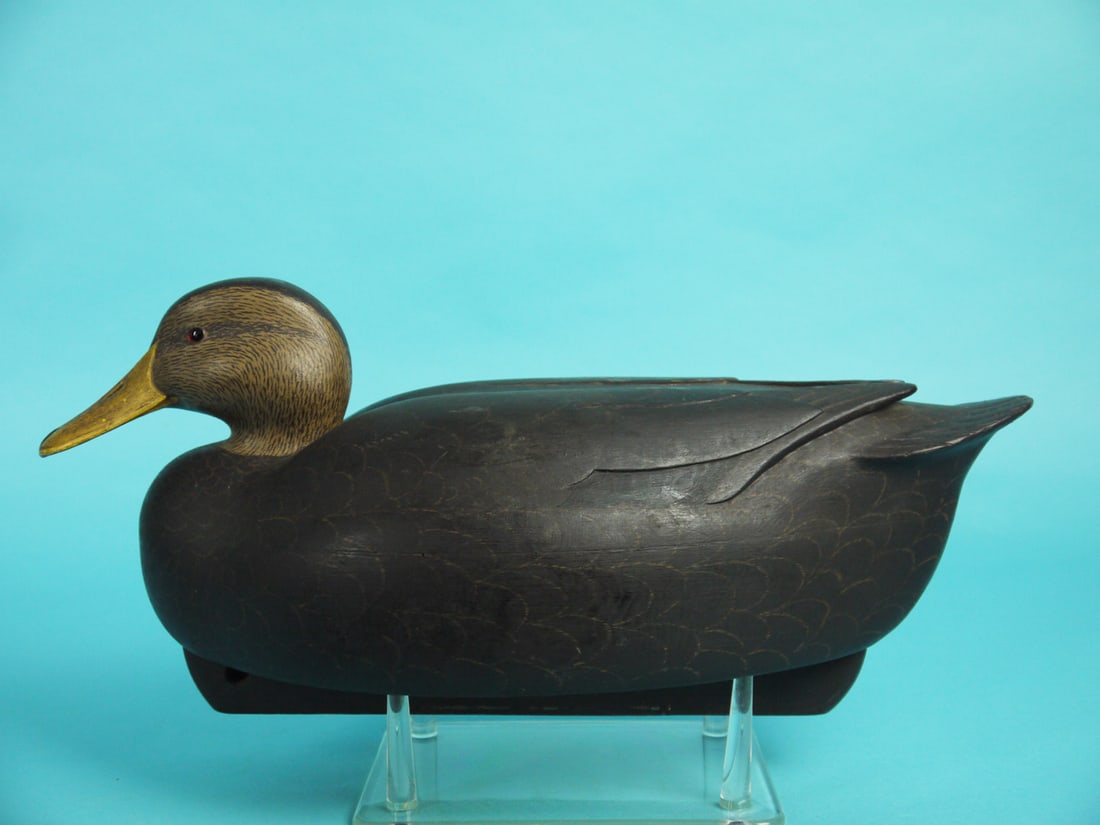 BLACK DUCK, R. LIBENSPERGER (1 of 4)