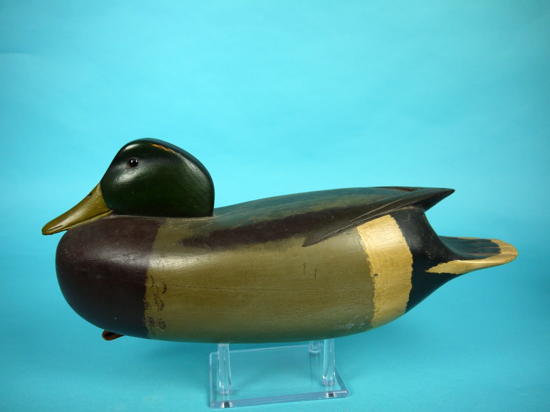 MALLARD DRAKE, N. SACCHI (1 of 4)