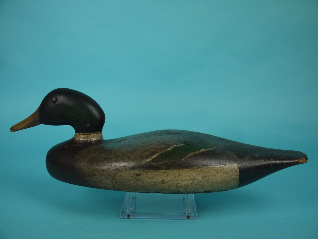 MALLARD DRAKE, BLAIR SCHOOL (1 of 4)