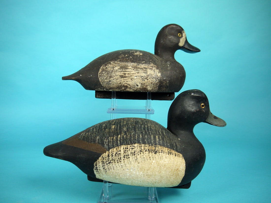 BLUEBILL PAIR, DELAWARE RIVER - 2