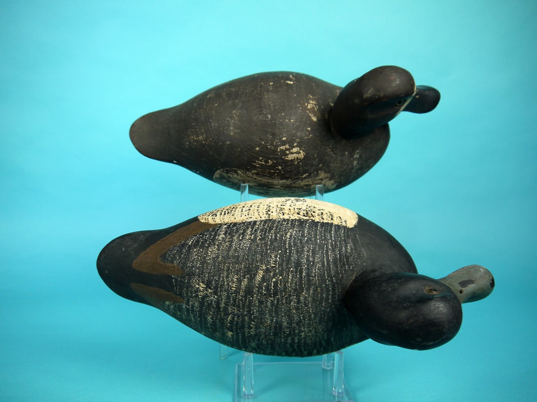 BLUEBILL PAIR, DELAWARE RIVER - 3