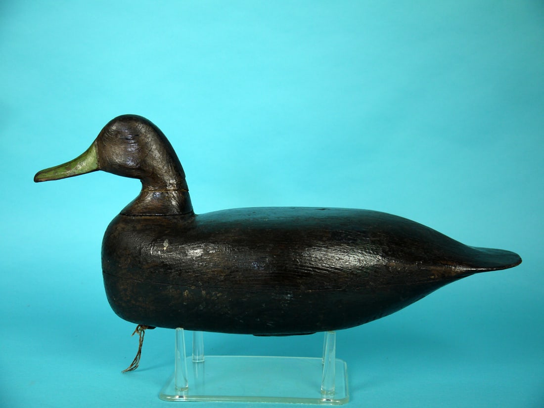 BLACK DUCK, NORTHFIELD, NJ (1 of 4)