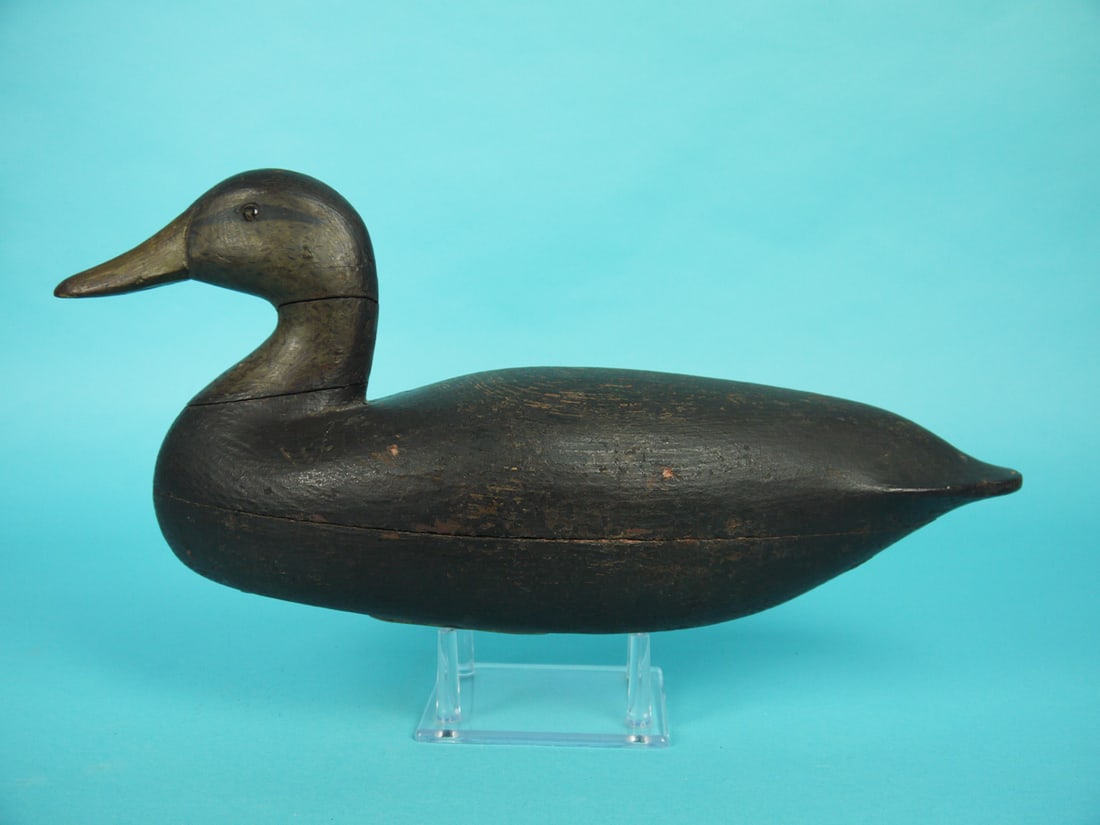 BLACK DUCK, B. SALMONS (1 of 4)