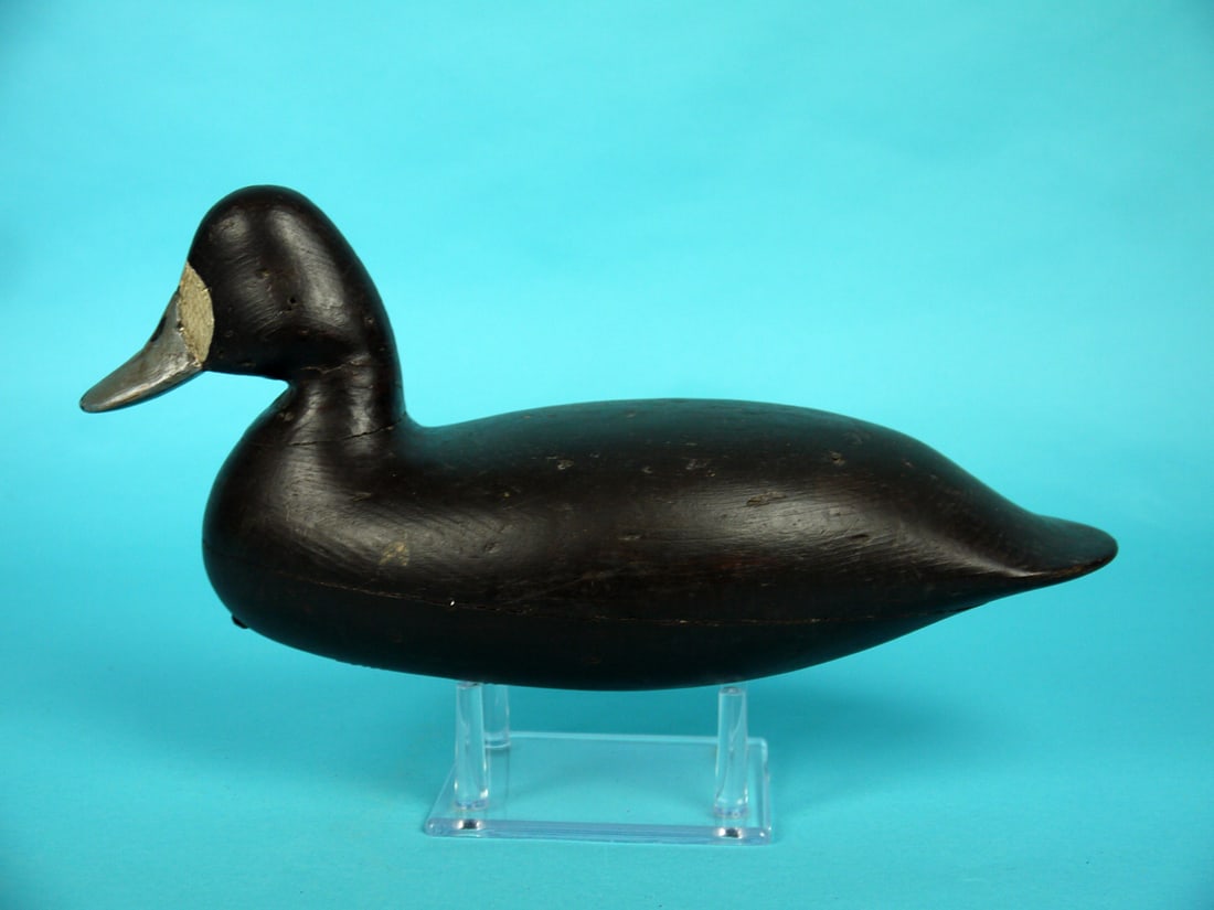 BLUEBILL HEN, H.V. SHOURDS (1 of 4)