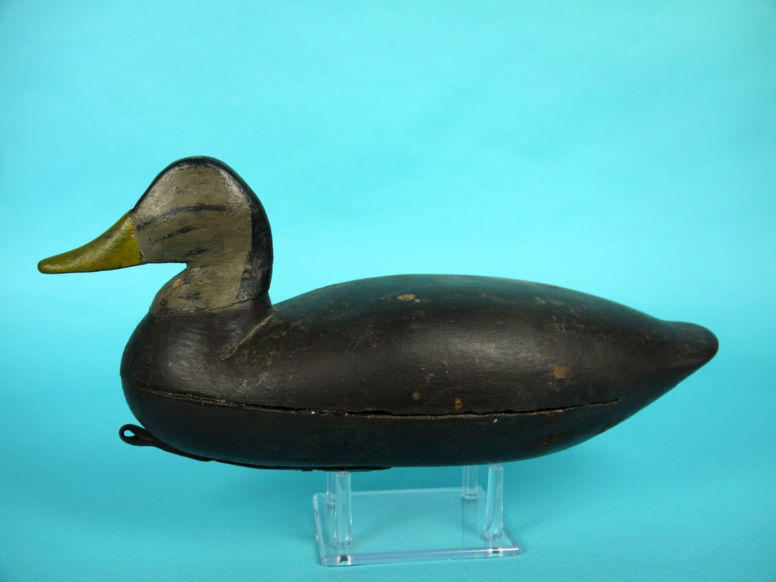 BLACK DUCK, NEW JERSEY (1 of 4)