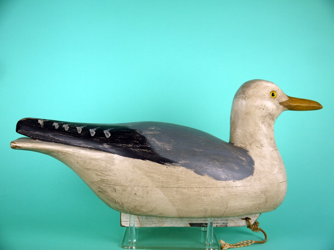 HERRING GULL, B. BIDDLE - 2
